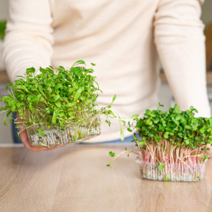 Csíráztassunk otthon! – csíranövények a konyhában
